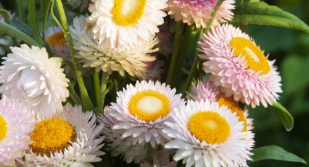 Picture for category Helichrysum